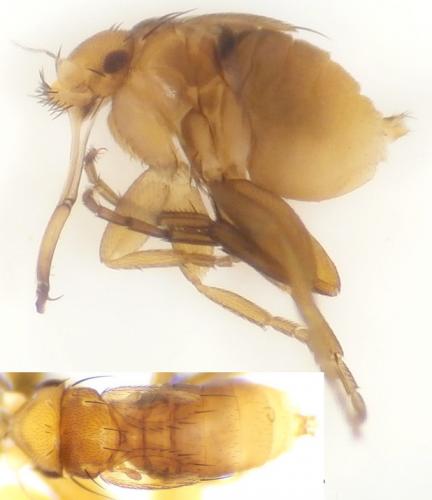 Psyllomyia sp.